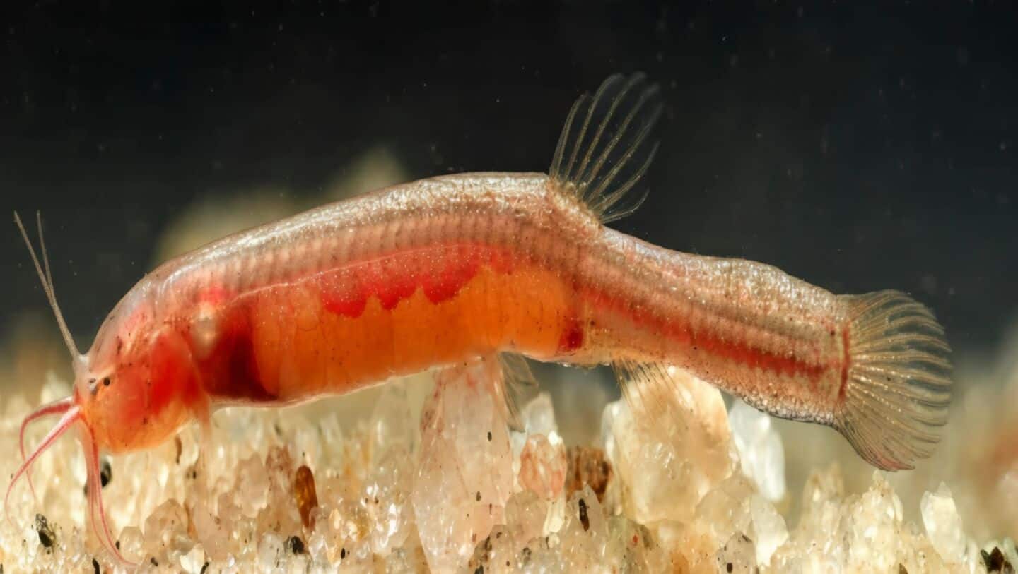 Tiny, blind fish discovered in Assam well