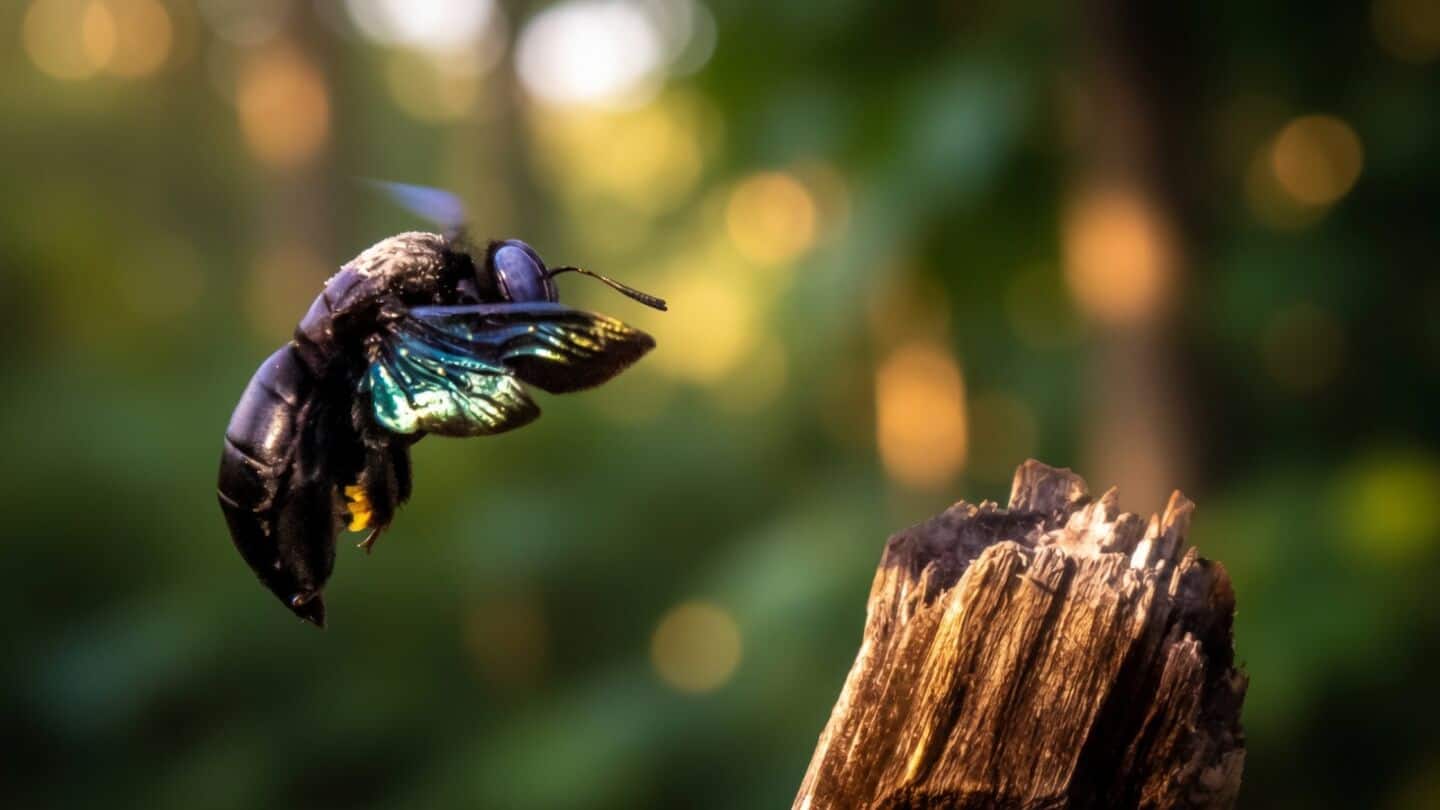 Georgia Tech finds tiny sulfoxaflor amounts alter bumblebee ovarian genes