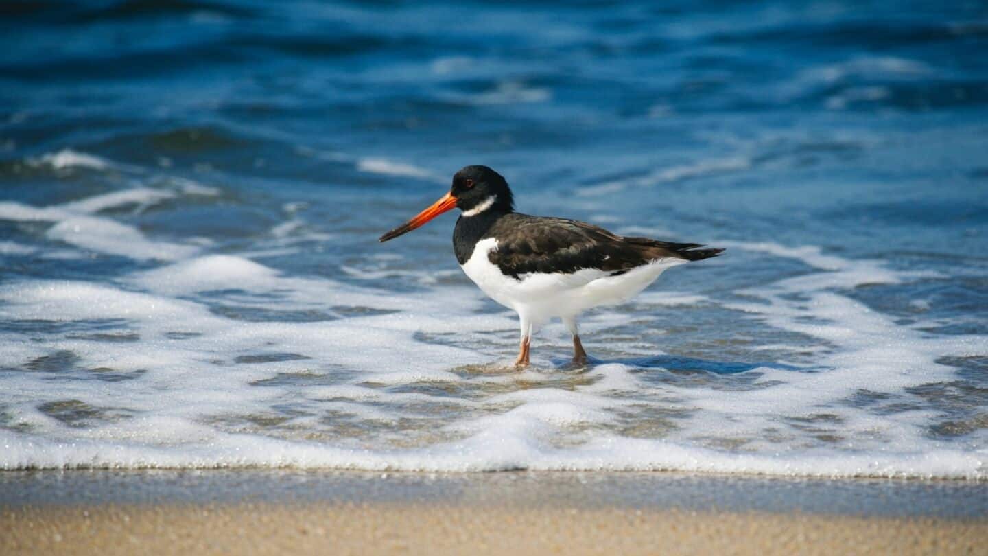 Migratory bird numbers falling sharply across Kerala's once common habitats