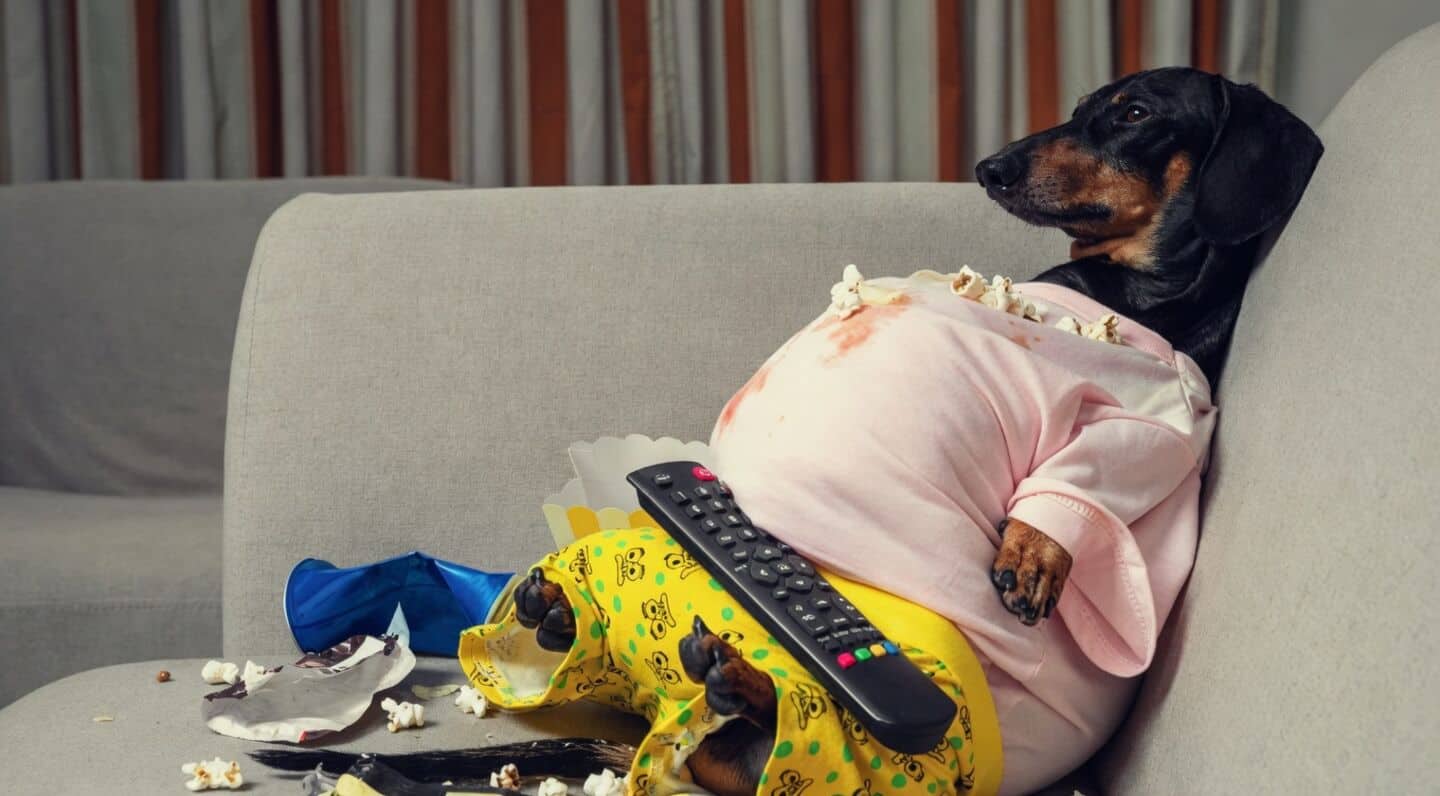 Bengaluru's 'fattest' dog contest lets locals vote for fluffiest dogs