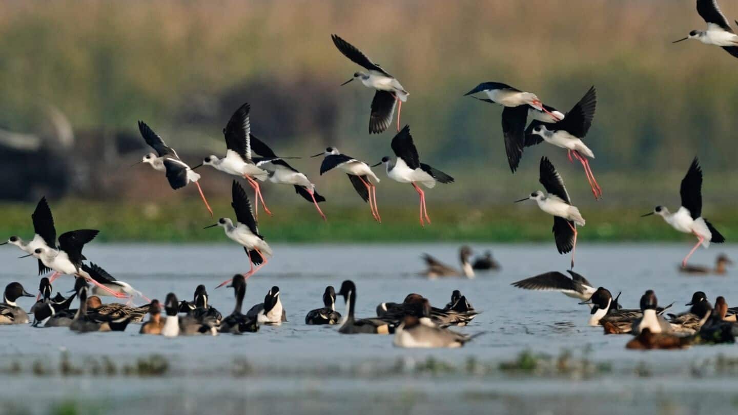 Global study finds over half of migratory bird species declining