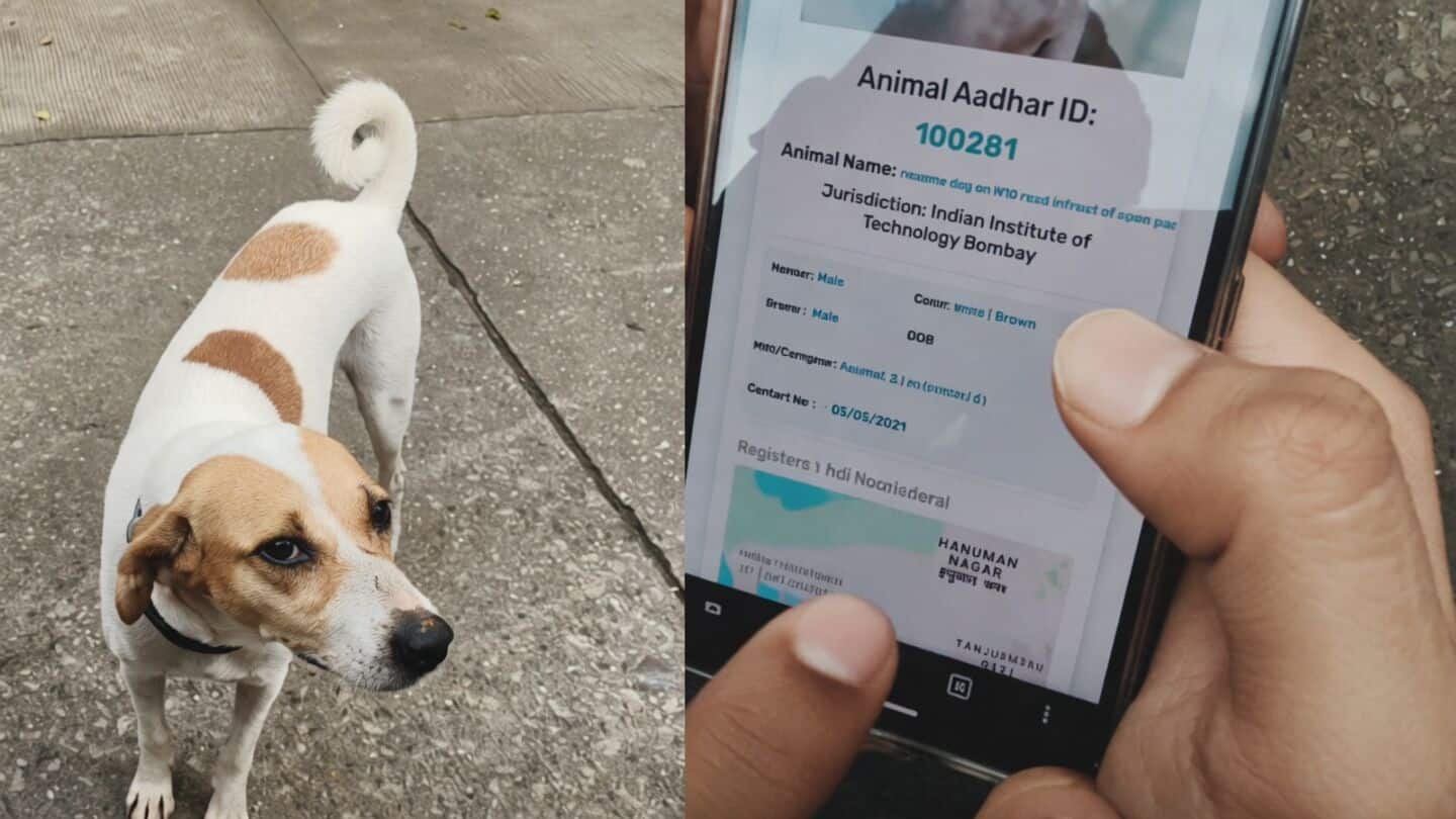 IIT Bombay equips campus stray dogs with QR code belts