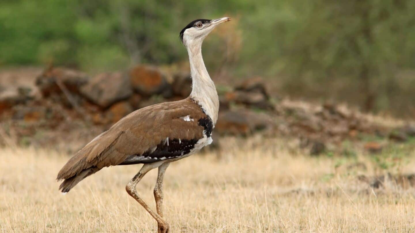 Satellite-tagged Great Indian Bustard killed by desert fox in Rajasthan