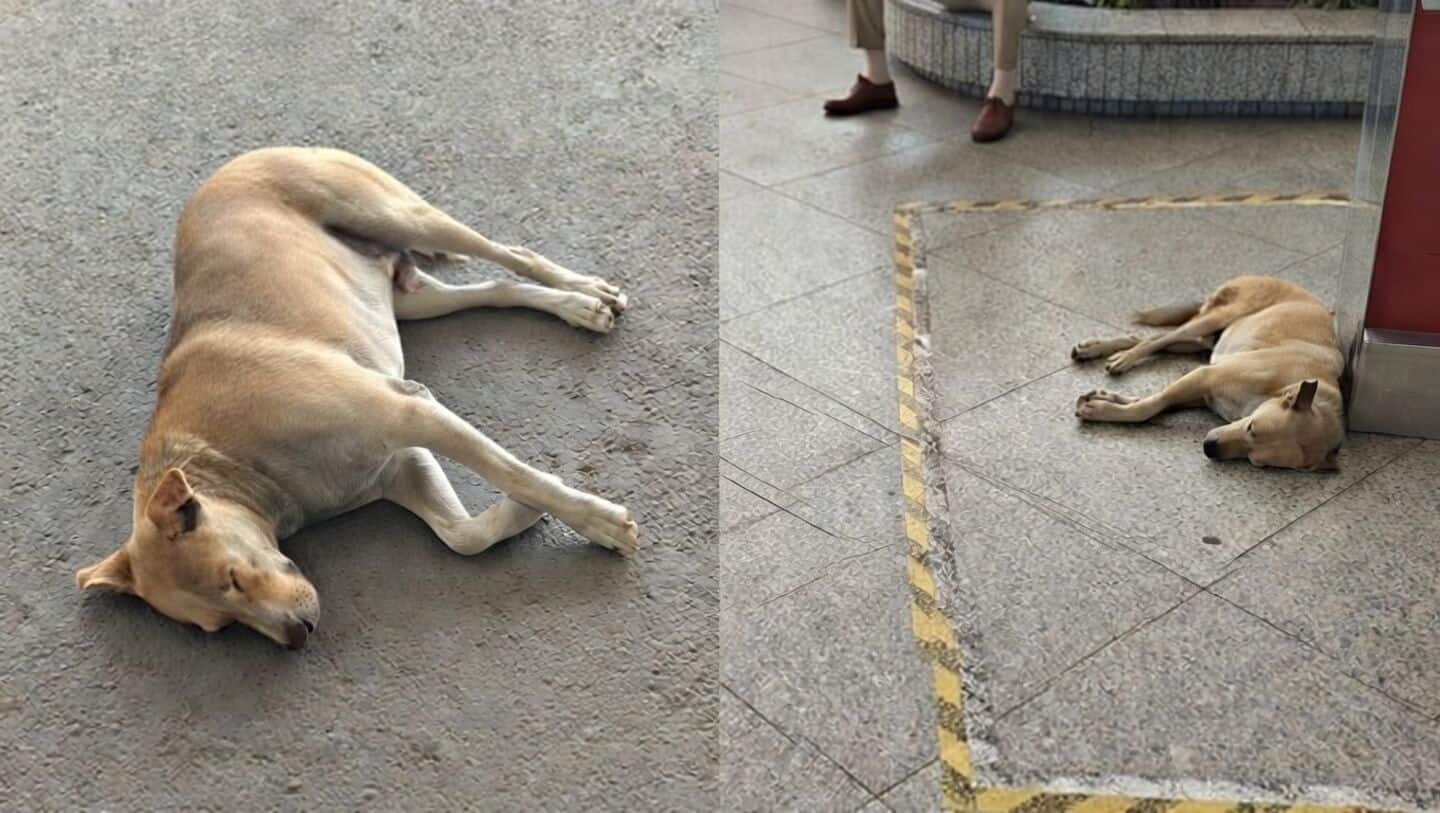 Video accuses Delhi airport officials of dragging Dholu, DIAL denies