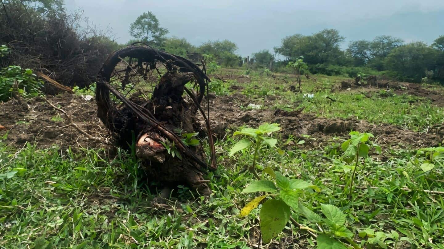 Bhopal contractor allegedly felled neem and sheesham for 10,000 saplings