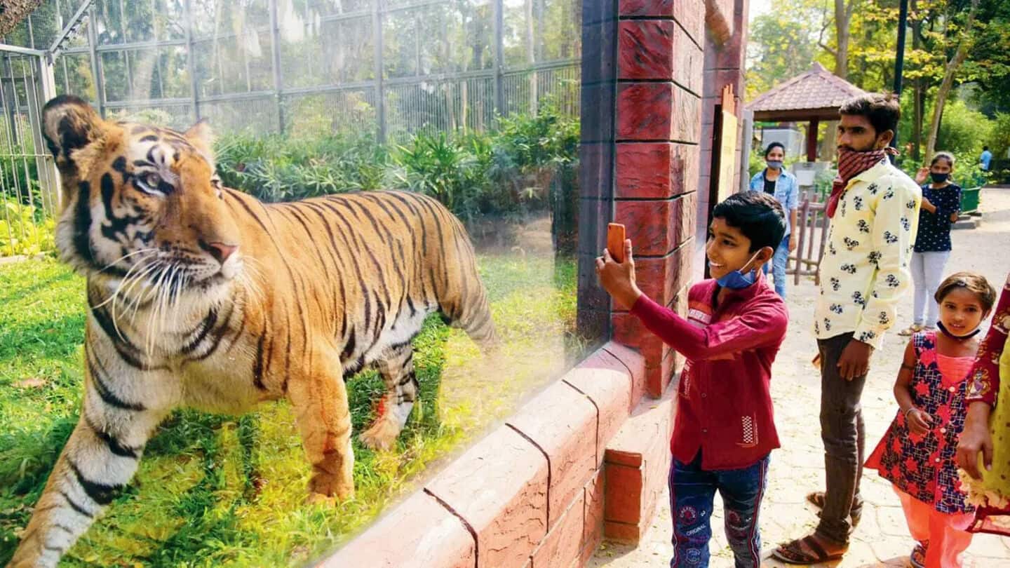 Mumbai's Byculla Zoo: Royal Bengal tiger Shakti passes away