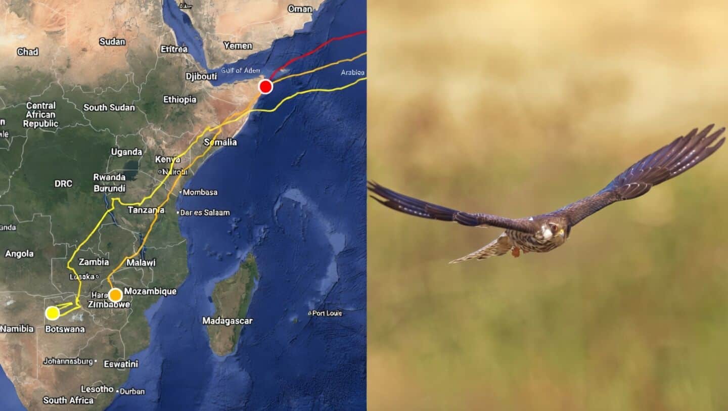 Amur falcons start 3,000km Arabian Sea return to India