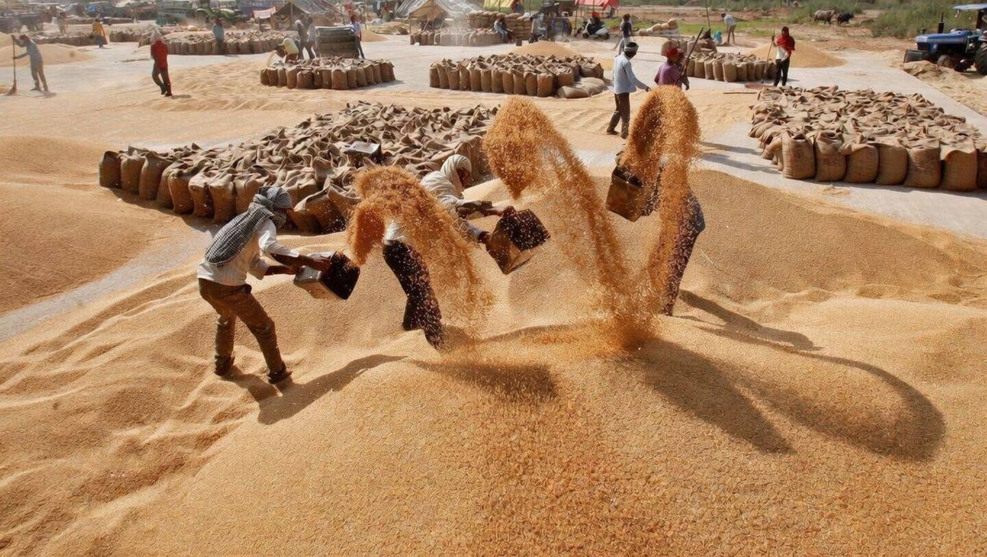 गेहूं पर सरकार की 'आशा', उद्योग की 'शंका'! क्या सच होगी बंपर फसल की भविष्यवाणी?