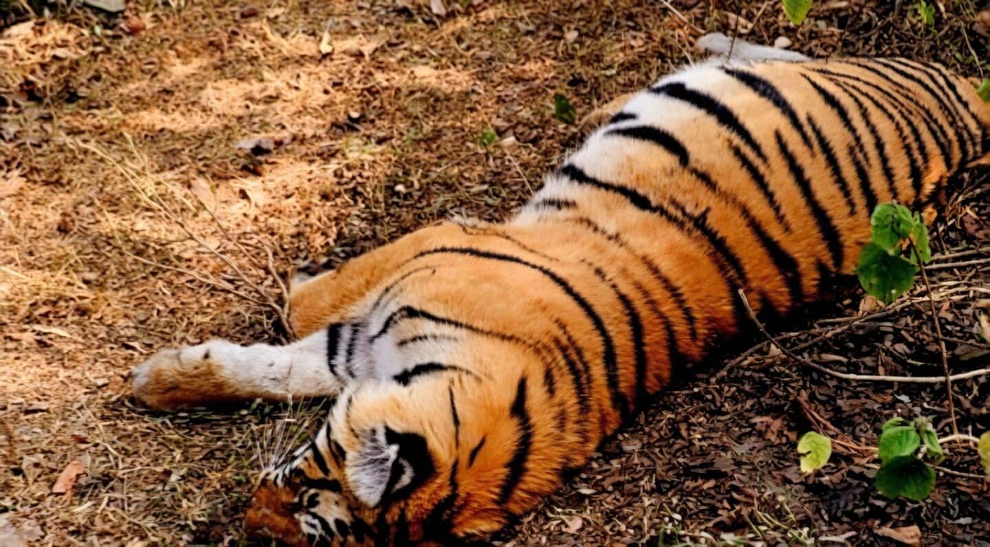 Madhya Pradesh High Court orders explanation over Kanha tiger deaths