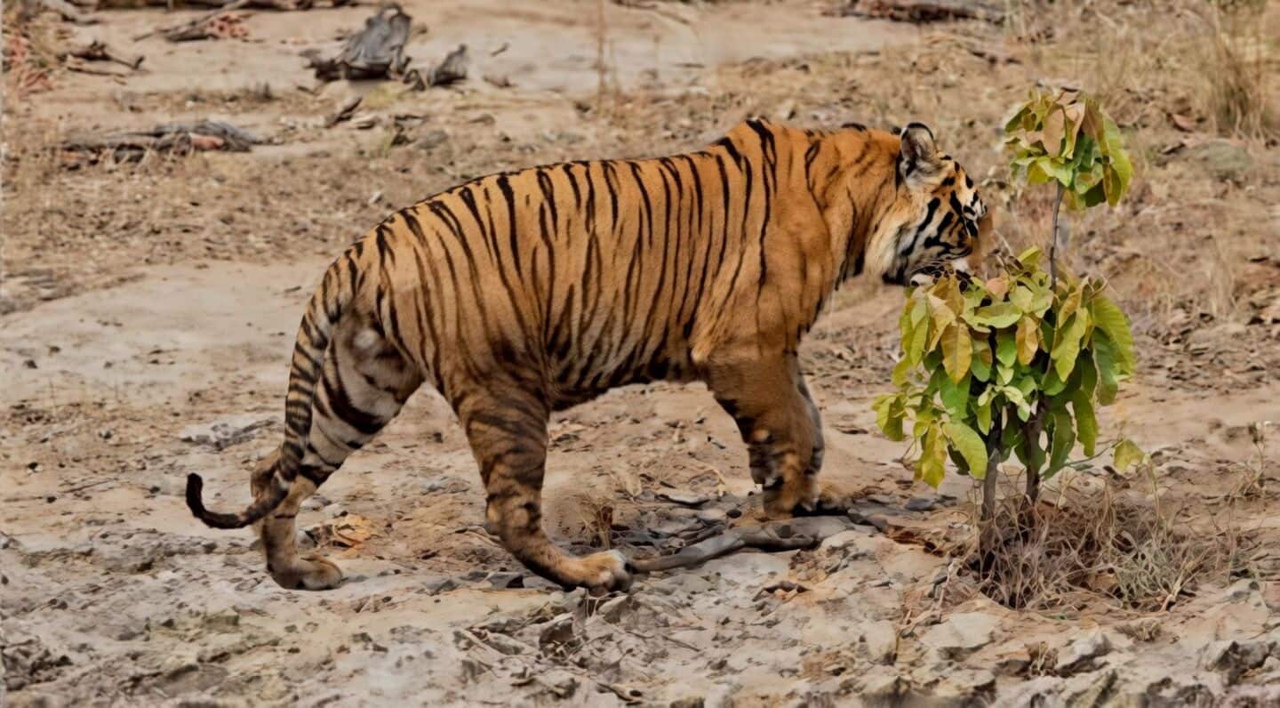 Officials believe Bandhavgarh's bathing tiger Pujari died after territorial fight