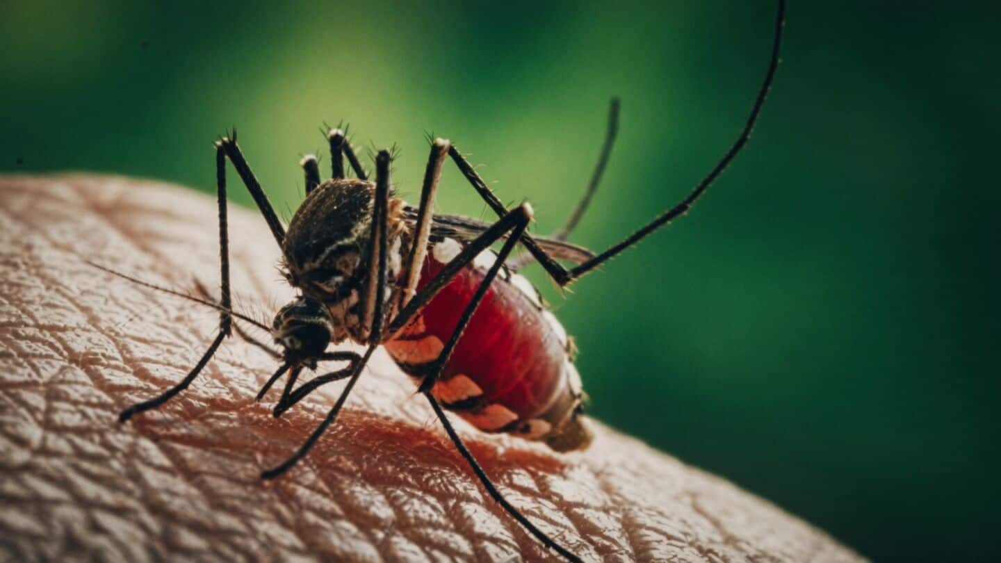 Dengue cases in Tamil Nadu hit 16,334 as officials reassure