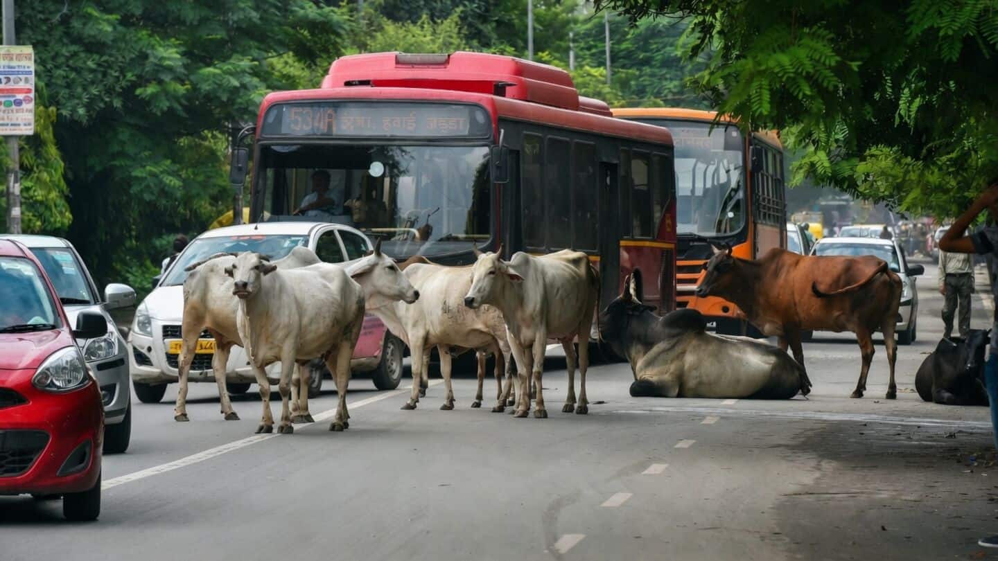 Supreme Court criticizes cow abandonment despite slaughter protests in India