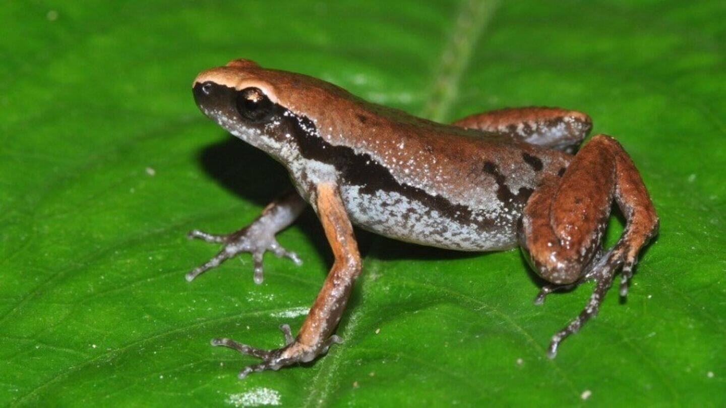 13 new bush frog species discovered in Northeast India