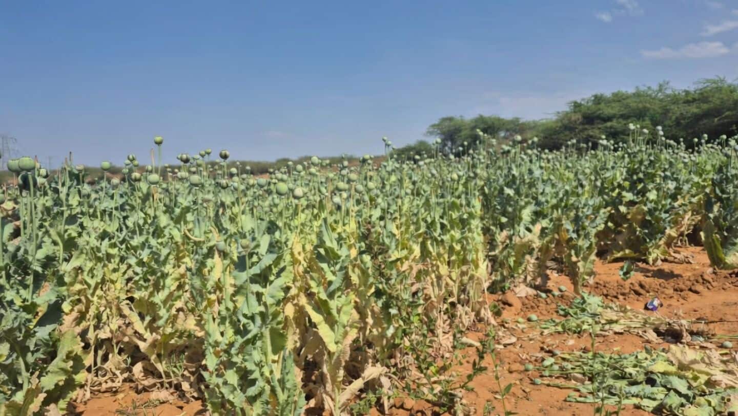 Chhattisgarh BJP leader arrested for running illegal opium farm