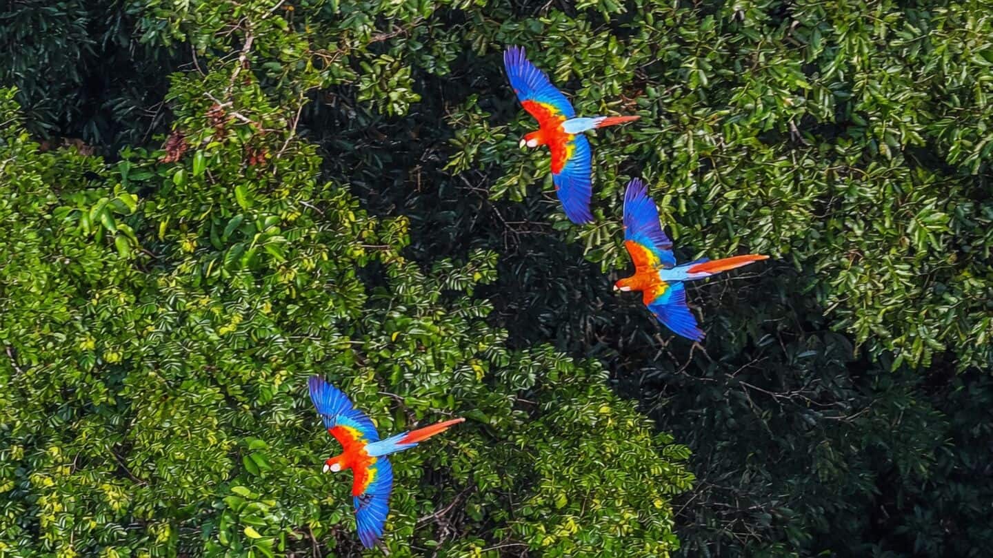 Scientists find Amazon rainforest hosts interspecies alarm call communication network