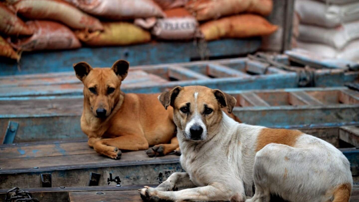 Government tells ministries to clear stray dogs from campuses