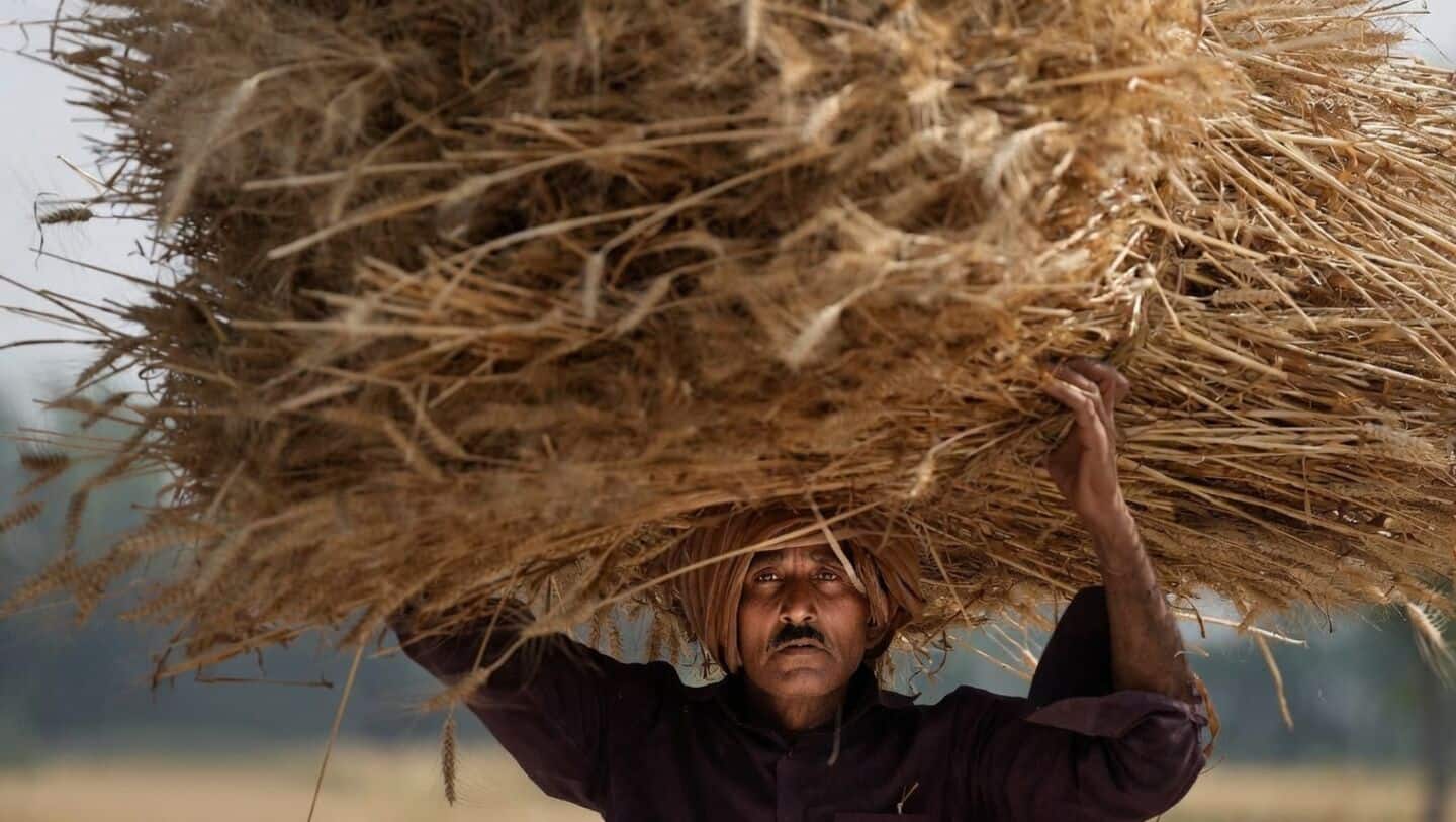 Rabi wheat procurement down 69% to 15.3L tons