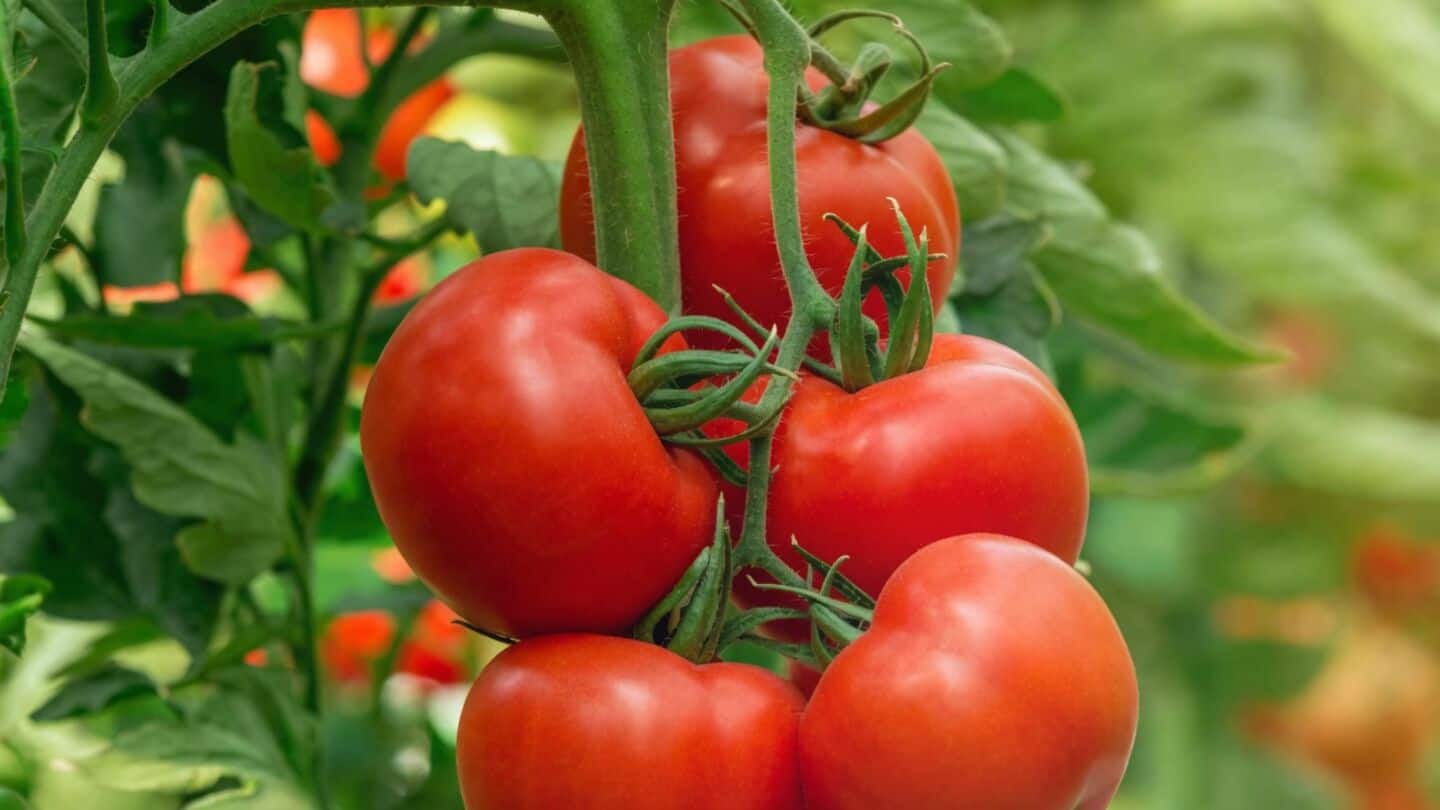Tomato and onion prices jump across India, squeezing grocery budgets