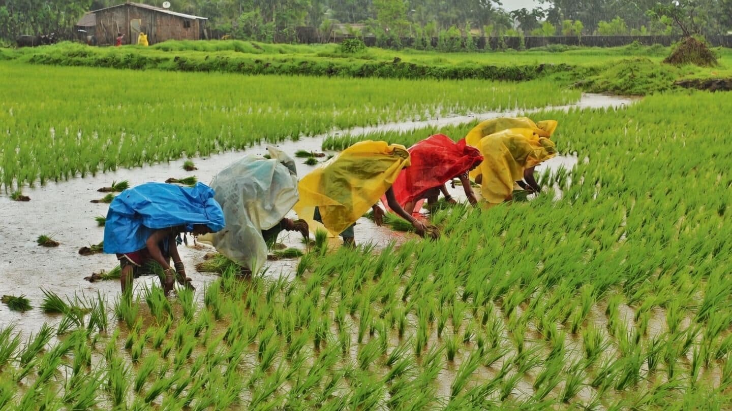El Nino and dry June threaten India's kharif rice output