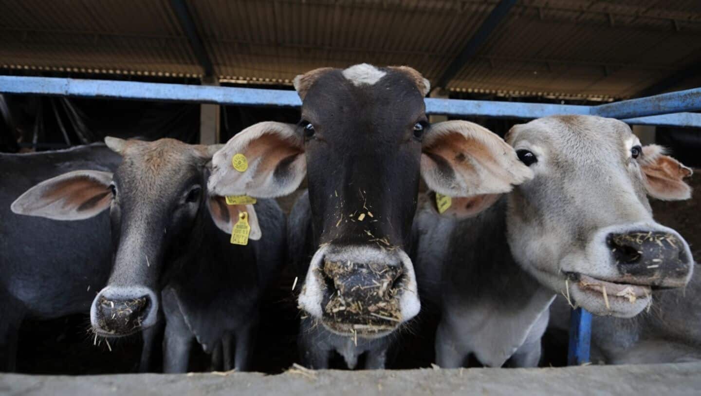 Iqbal Ansari urges Muslims to skip cow slaughter before Bakrid
