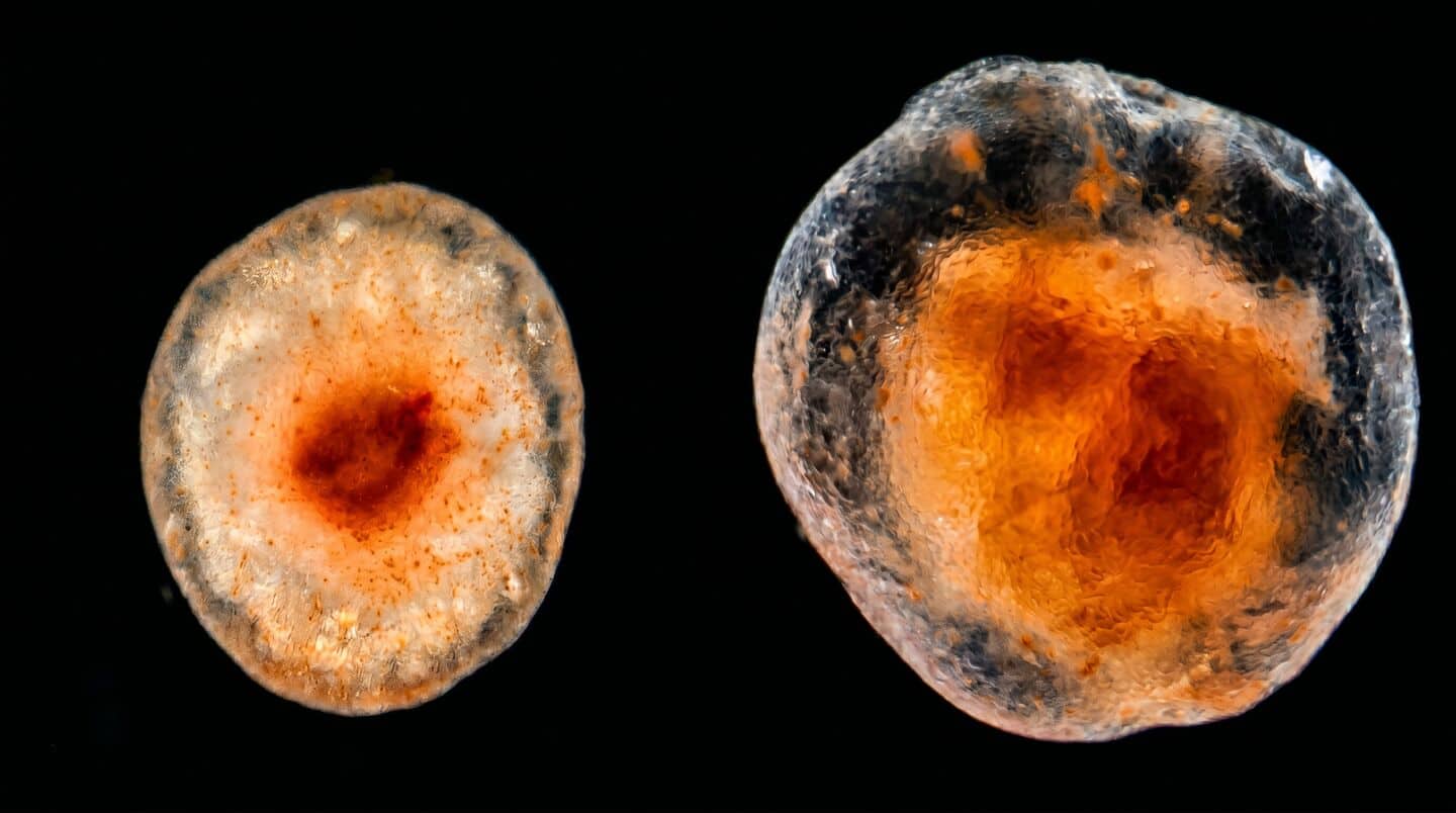 Scientists report Psolus fabricii tissue self-repairs in seawater 3 years