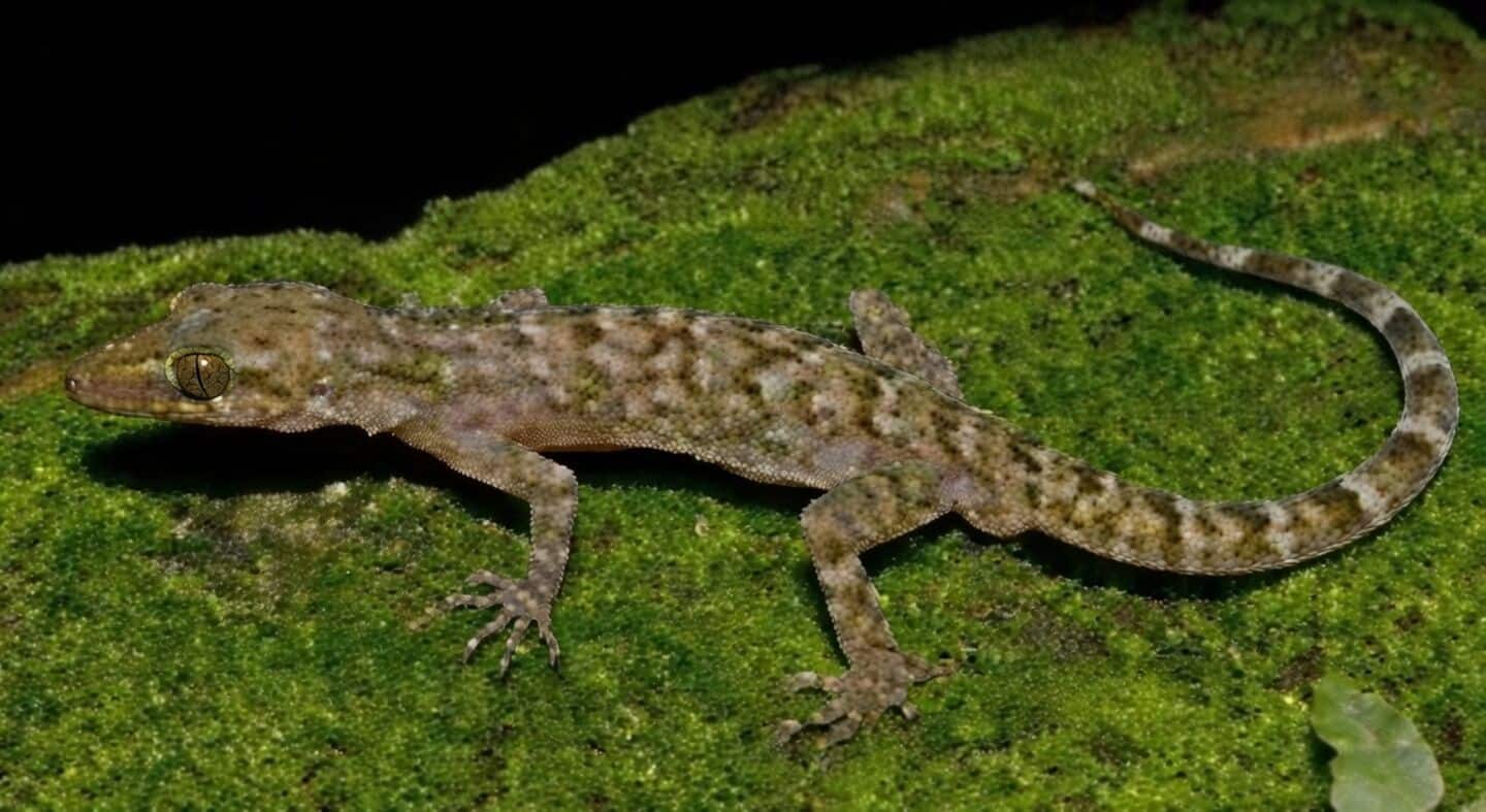 Himanta Biswa Sarma announces Cyrtodactylus raimonaensis near Raimona National Park