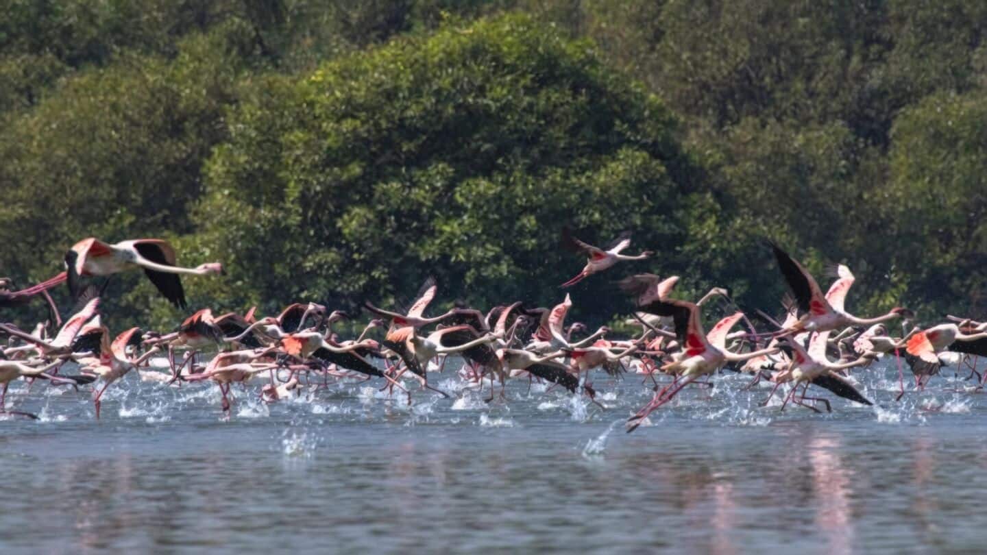 MMRDA told to rethink Thane coastal road risking 3,754 mangroves