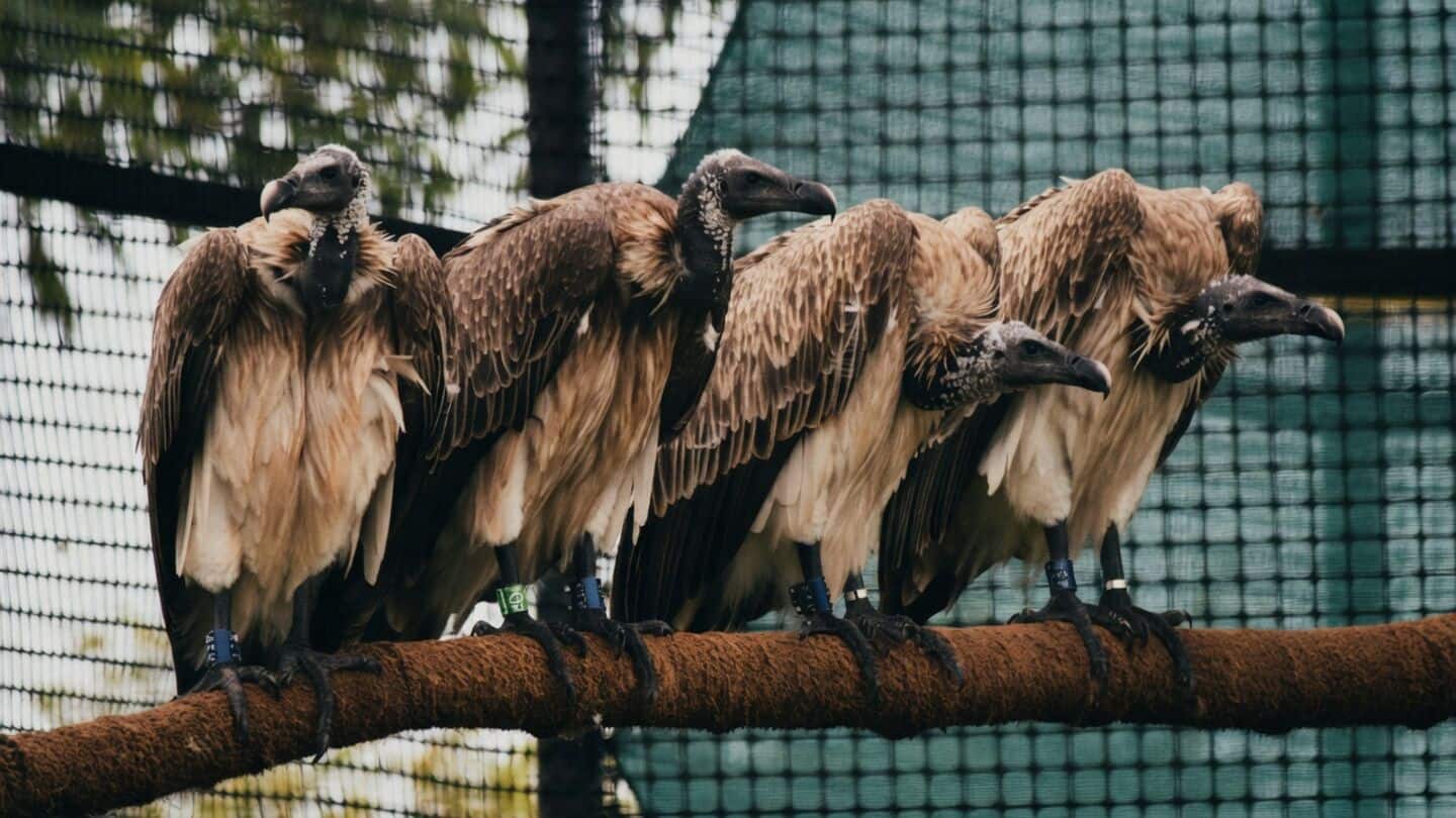 BNHS releases 5 captive-bred slender-billed vultures in Kaziranga National Park