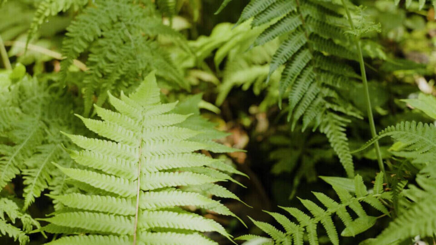 Ferns naturally make rare-earth crystals—scientists are amazed