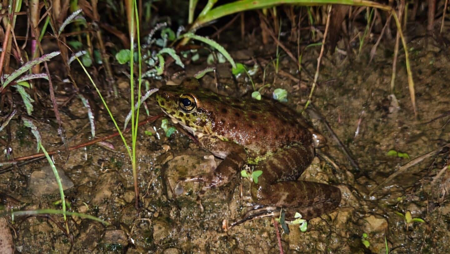 Zoological Survey of India discovers Amolops kamal near Singrep village