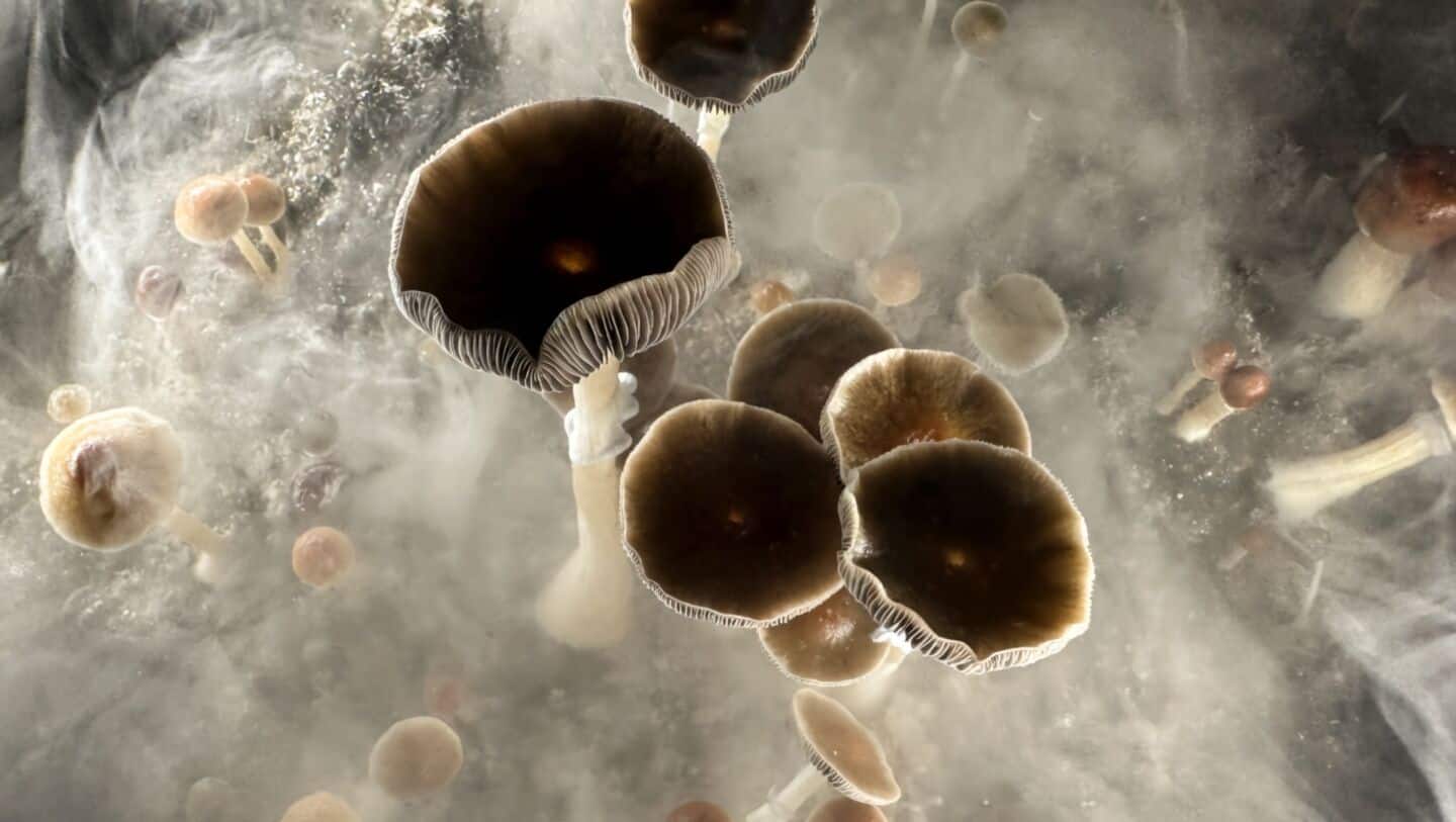 Johns Hopkins study finds magic mushrooms help people quit smoking