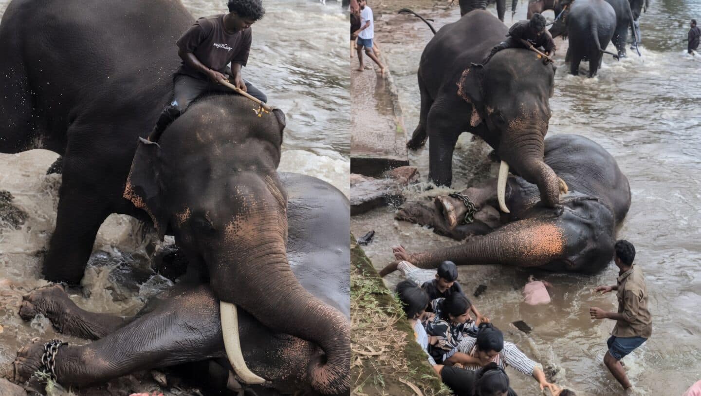 Karnataka tightens safety rules after tourist killed at Dubare camp