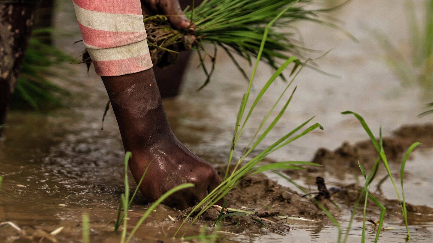India's kharif sowing falls 16% as El Nino weakens monsoon