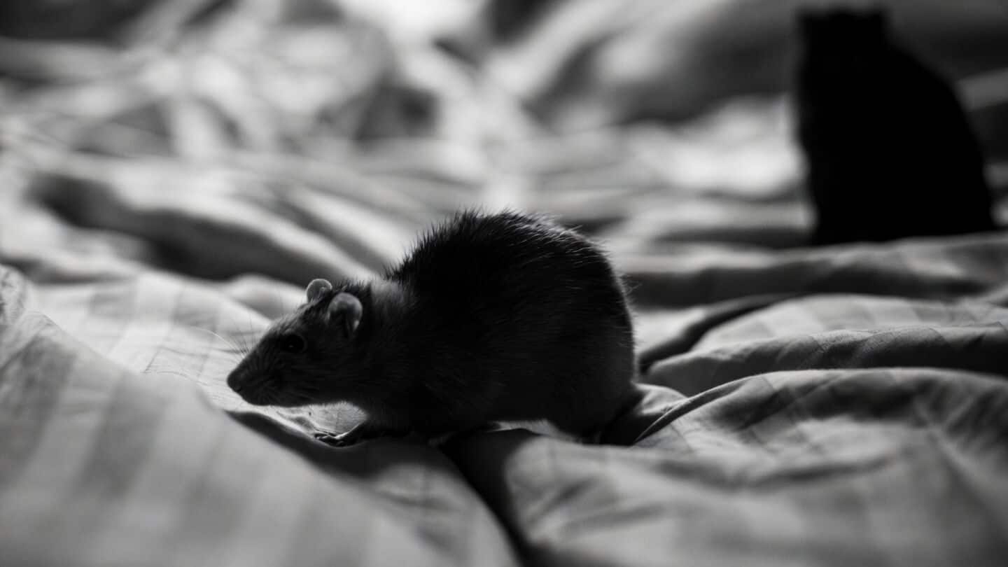 Rutgers study finds NY NJ D.C. rodents carry Vkorc1 mutations