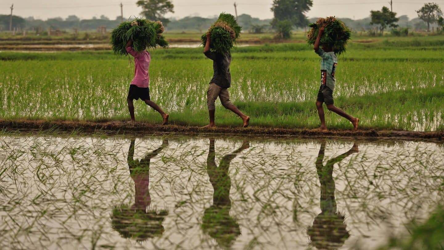 Centre paid ₹27.8Lcr MSP to June 2026, procurement 12,819L tons