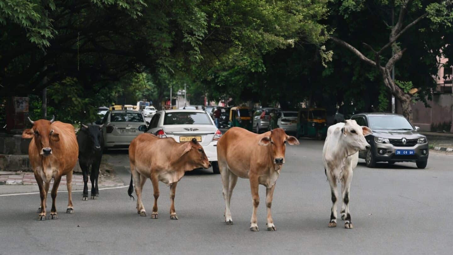 Delhi reports 1,300 tons untreated cattle dung entering Yamuna daily