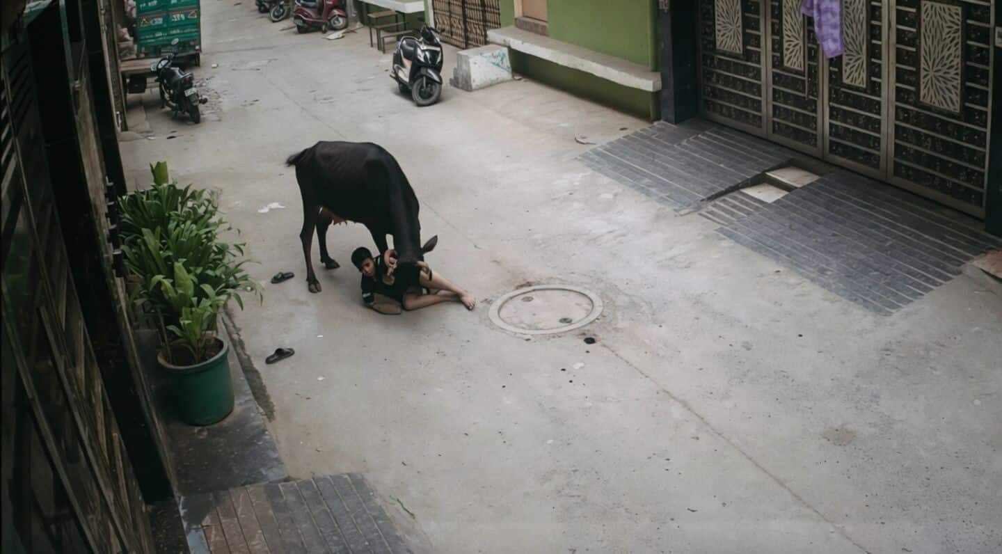 Stray cow charges at child in Tughlakabad, Delhi, CCTV shows