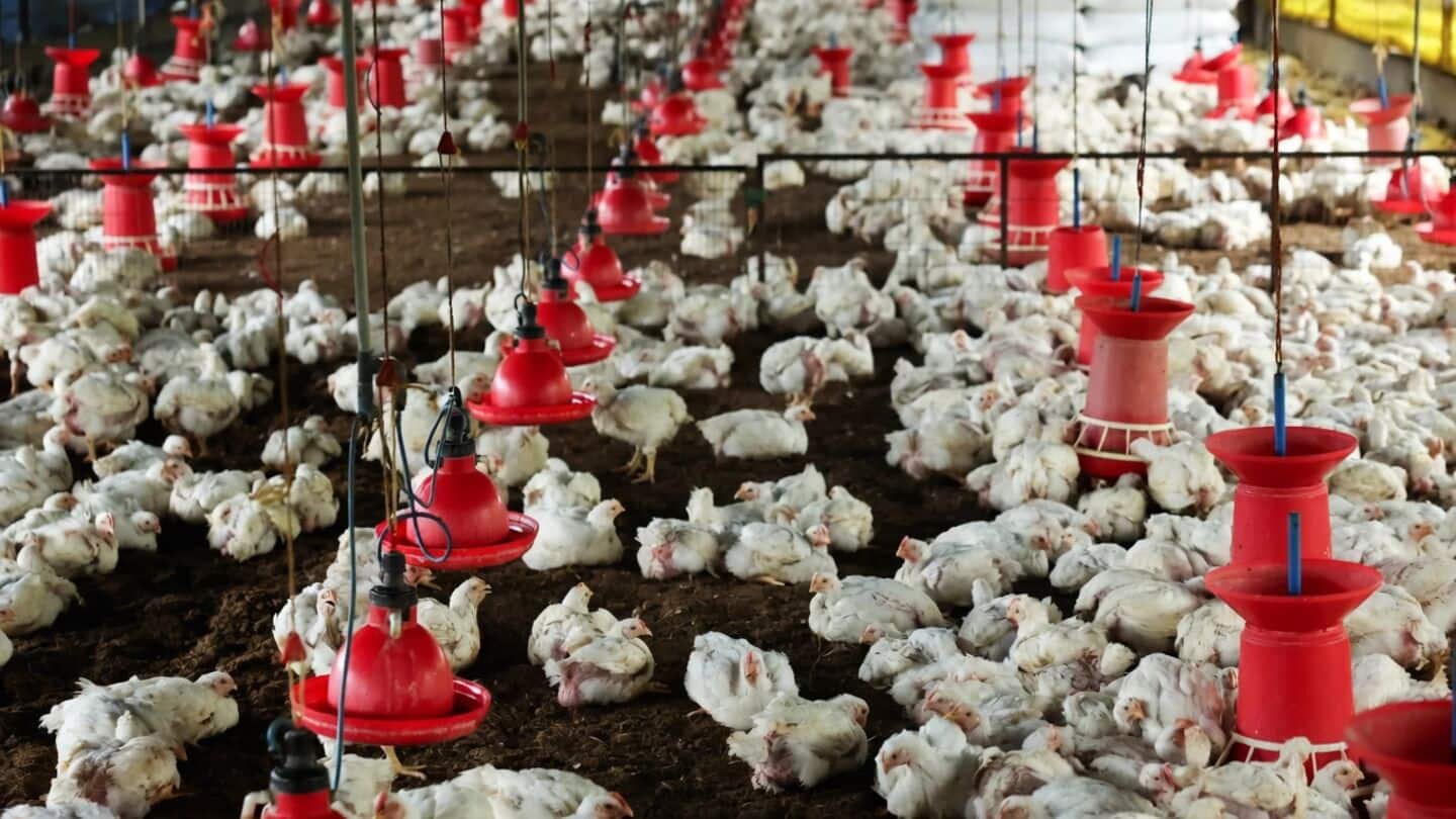 Soybean meal and maize price rises push up egg costs