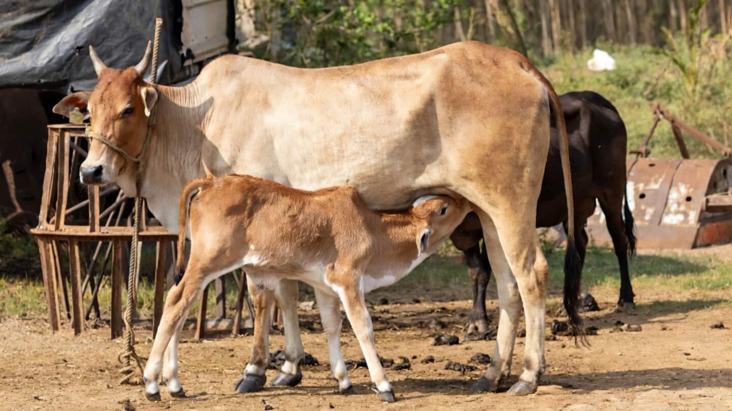 West Bengal mandates fitness certificate to slaughter bovines over 14