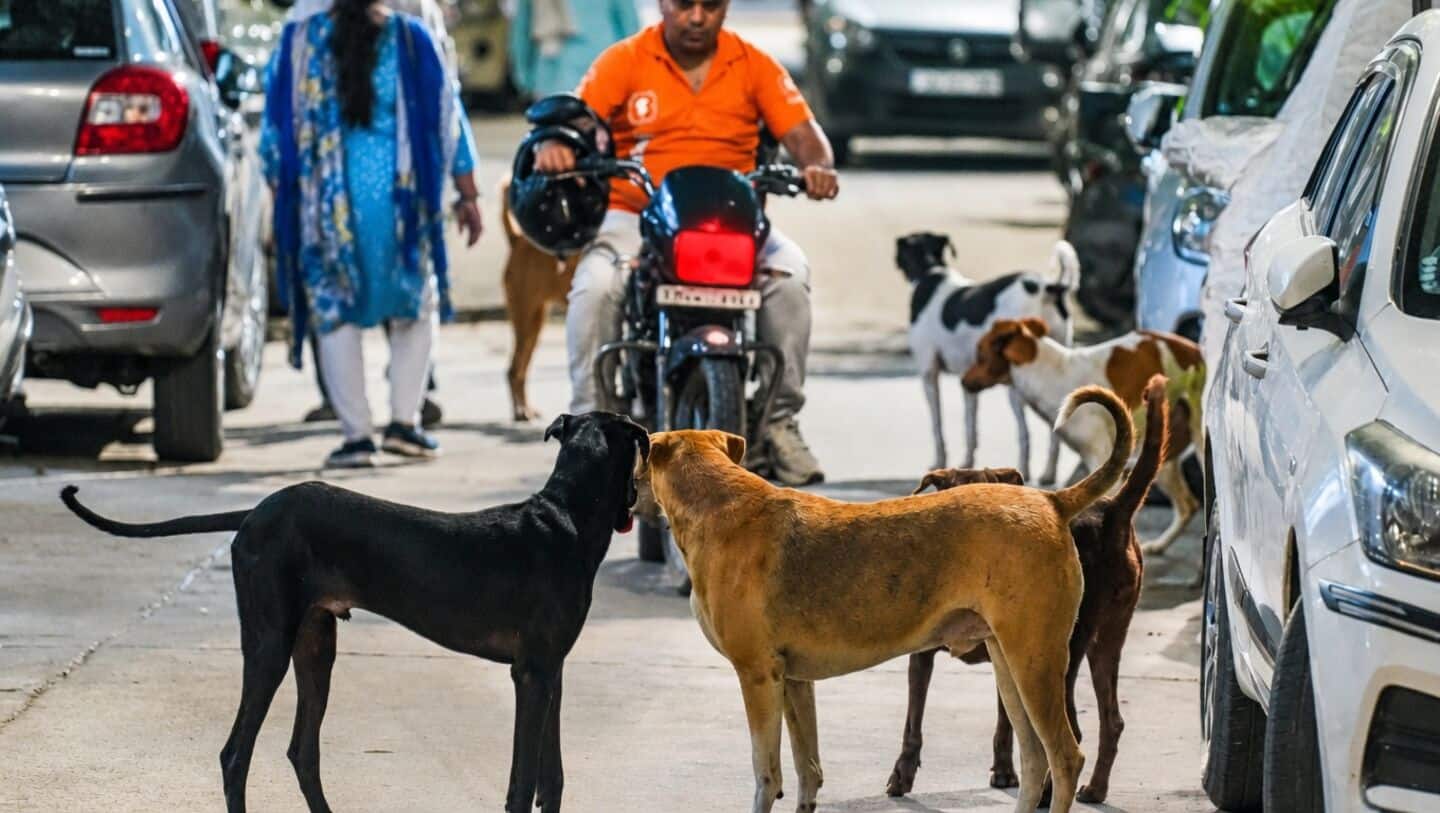 India's Supreme Court to rule on stray dog policy today