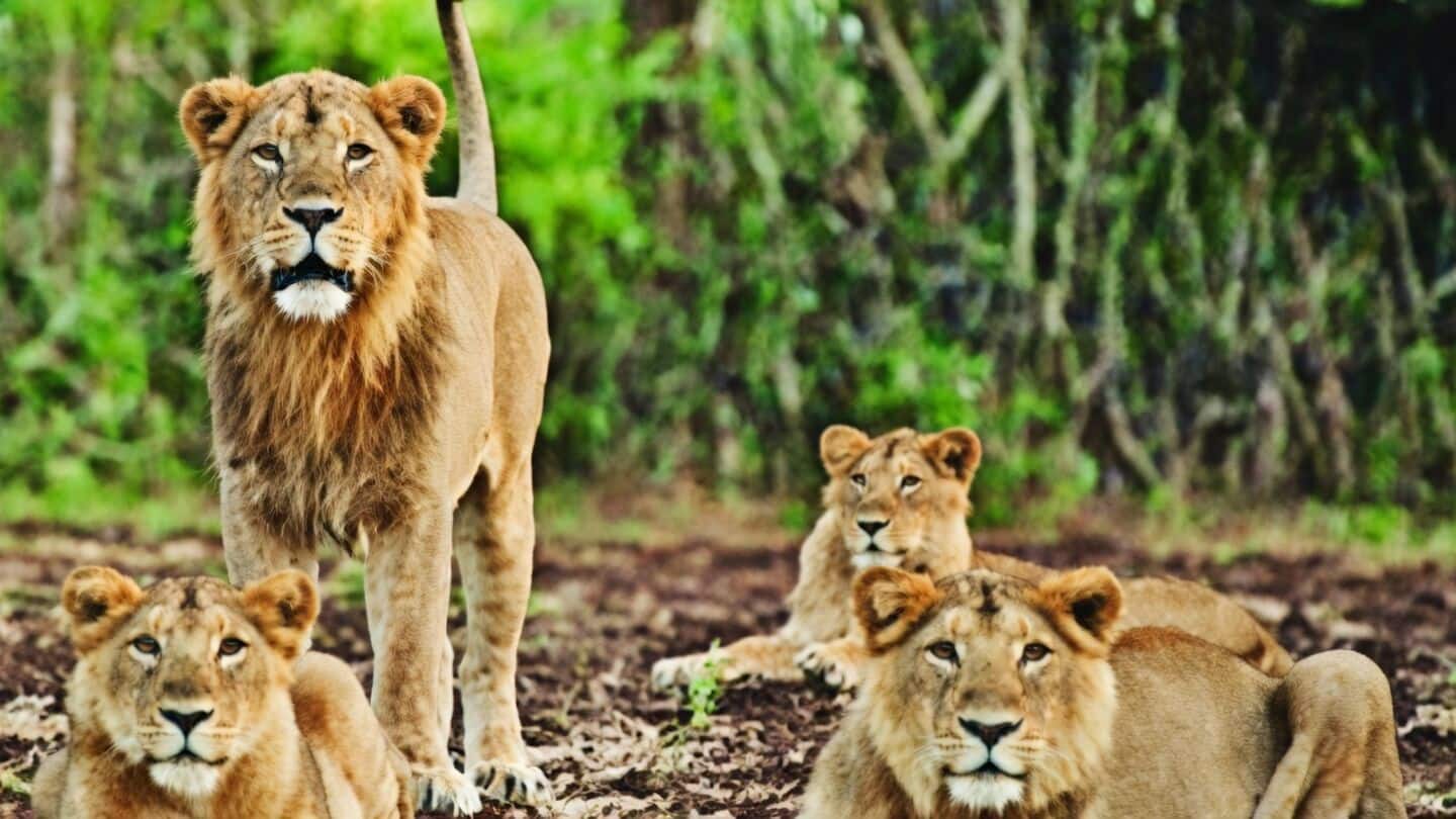 Gujarat forest department captures 30 lions after 2 fatal attacks