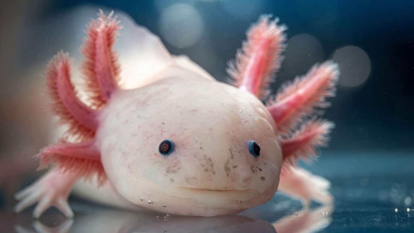Scientists find 2 genes that could enable human limb regrowth