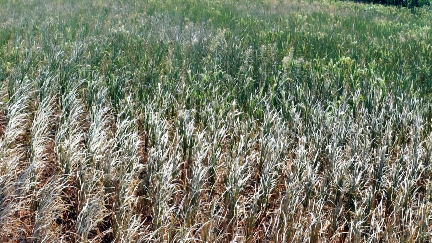 El Nino causes Telangana shortages, chief minister urges crop switch