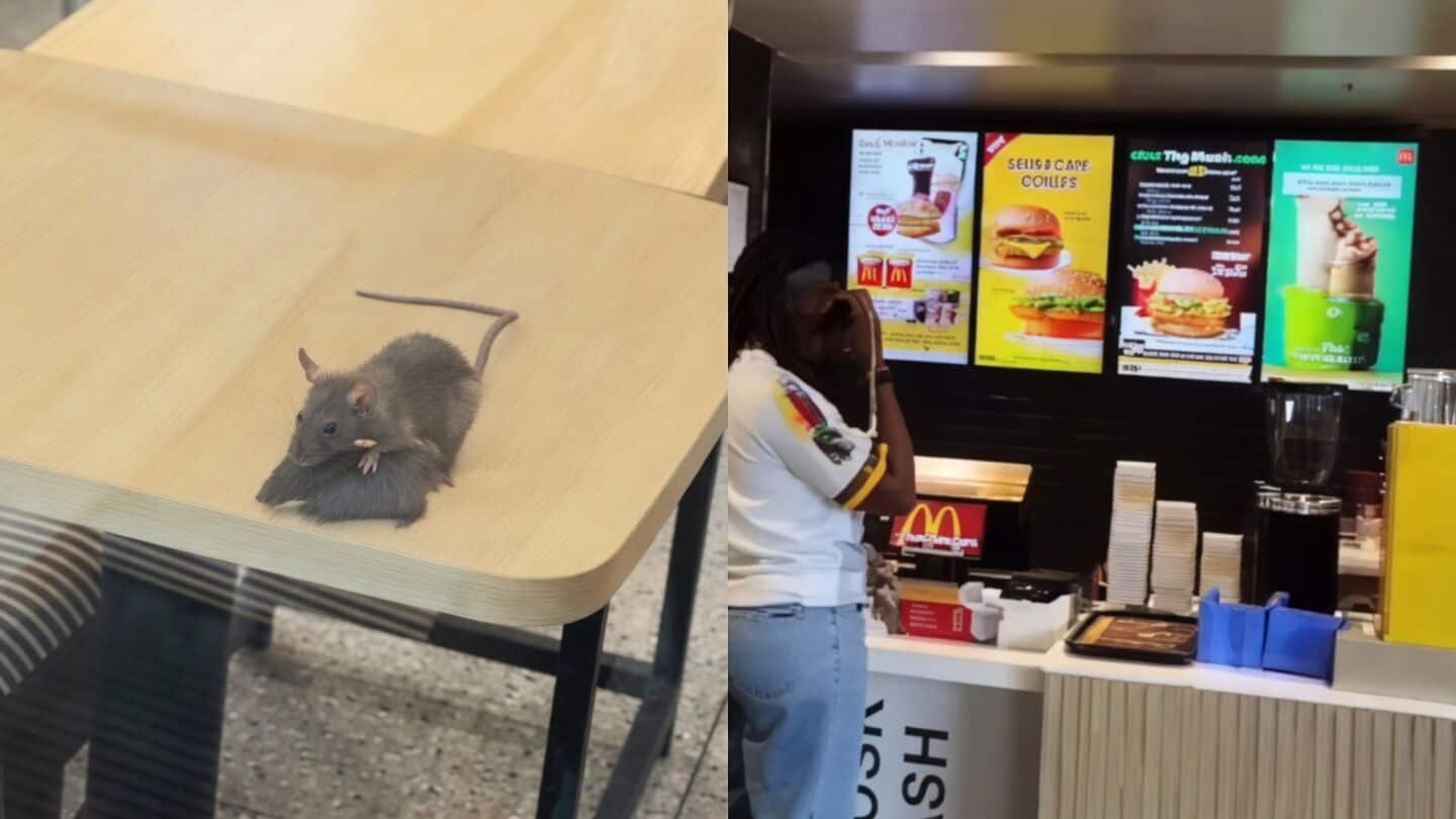 Viral video shows rats inside Rajkot McDonald's, health officials confirm