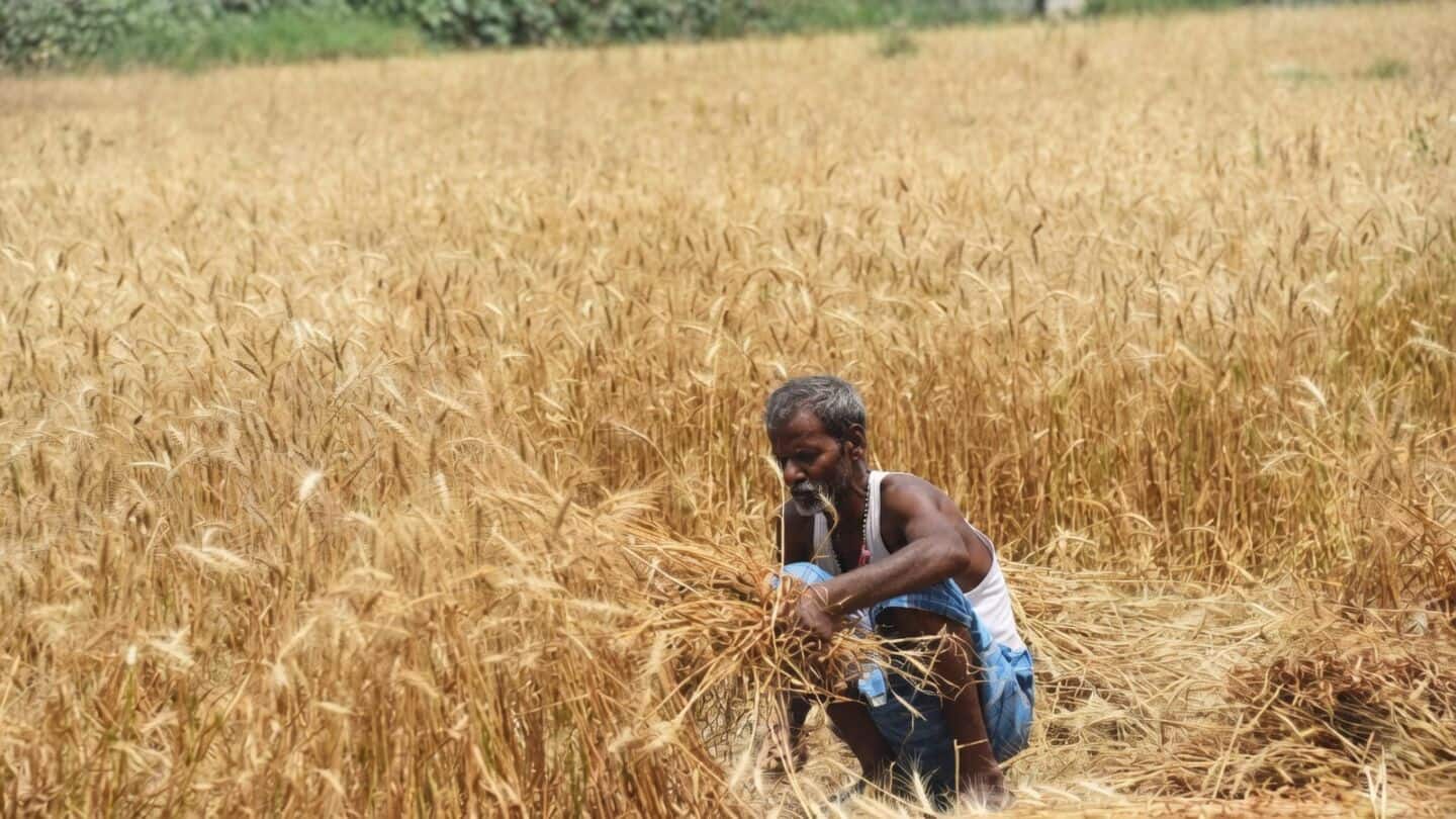 सूखा मानसून और अल नीनो का दोहरा वार, रबी फसलों पर गहराया संकट