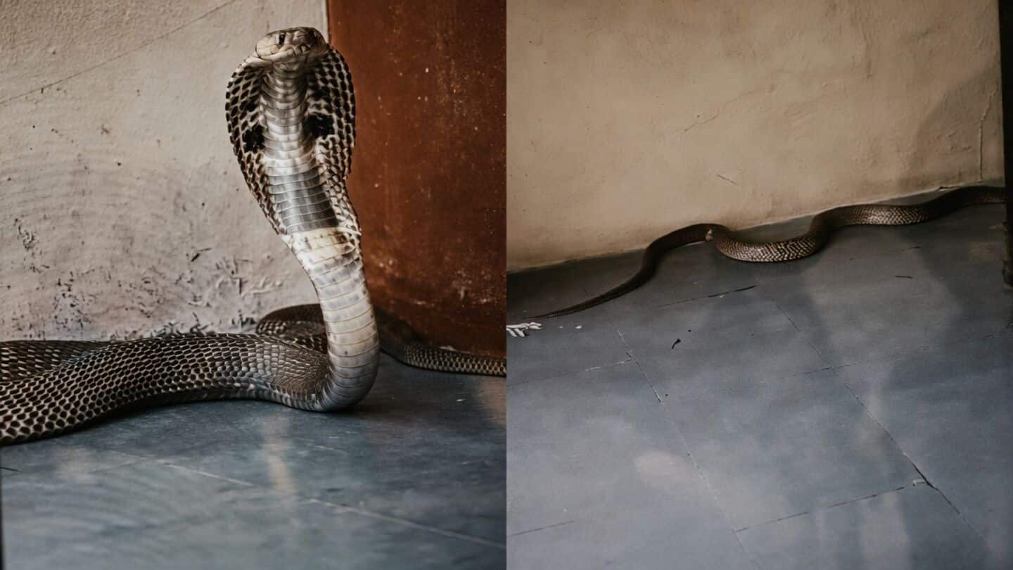 Cobra discovered in 10th grade classroom at Serenity School Keesara