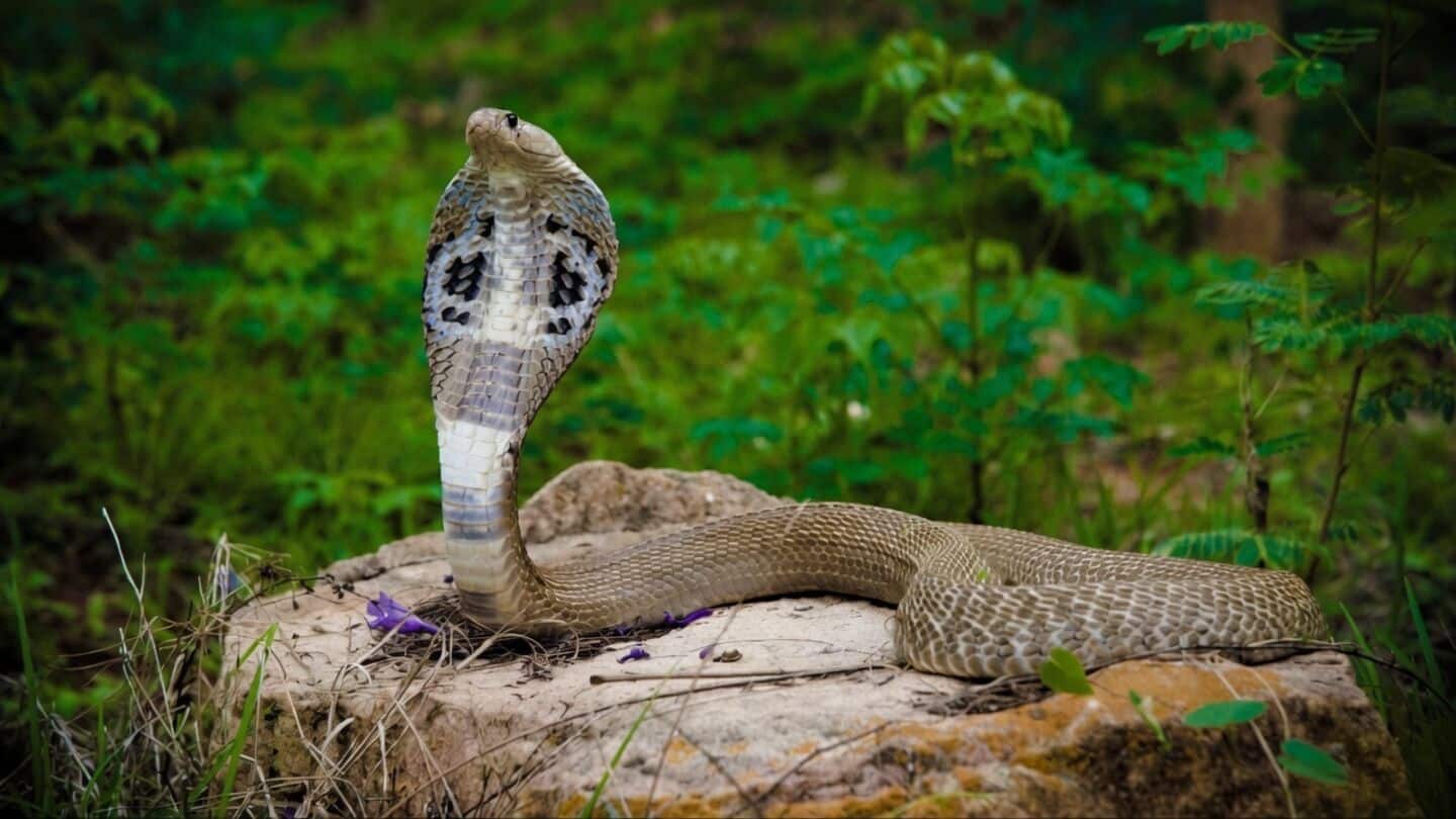 Liverpool study finds India has about 1.3 million snakebites yearly