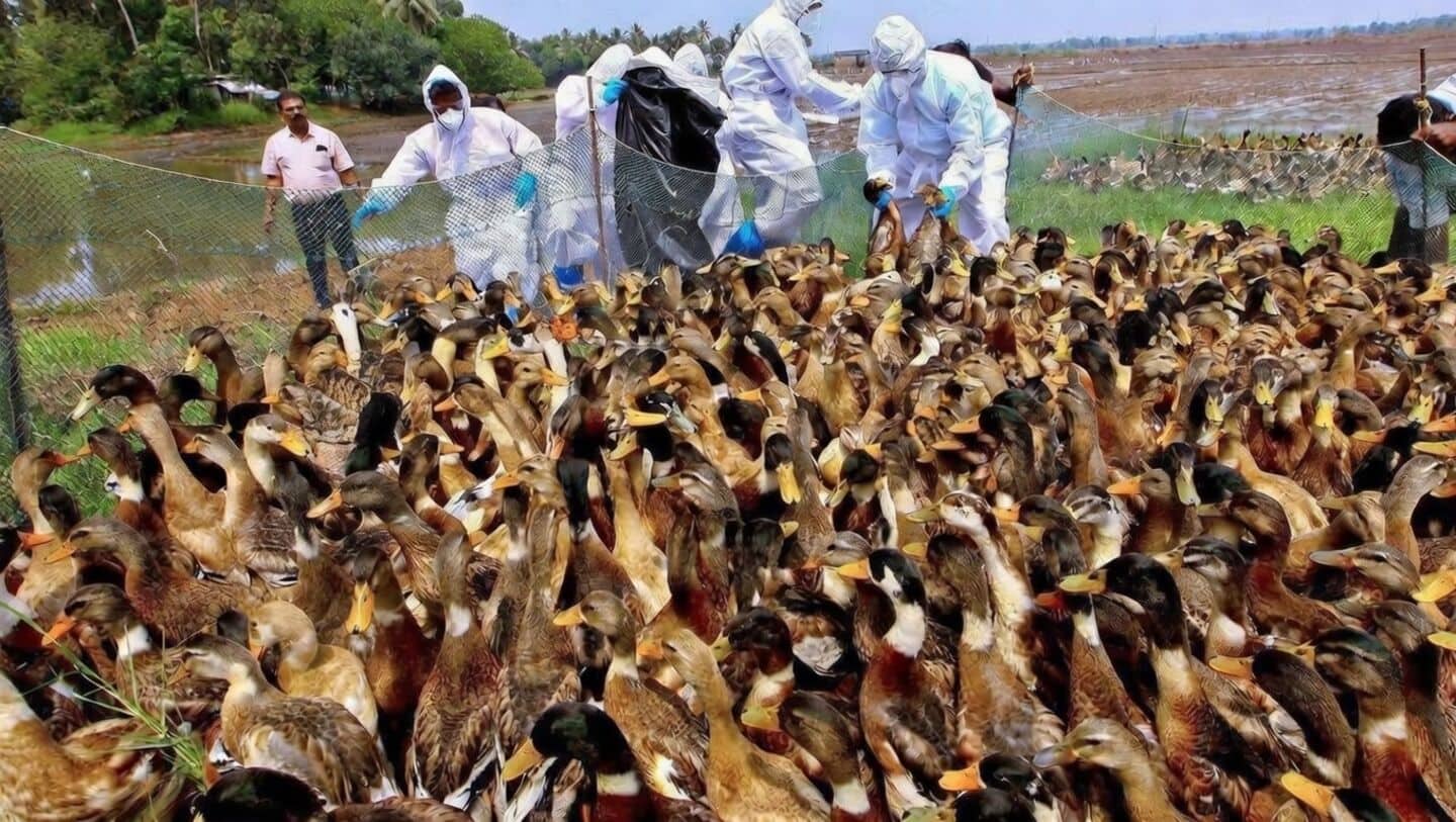 Kottayam H5N1 outbreak prompts Chetan Kumar Meena to convene meeting