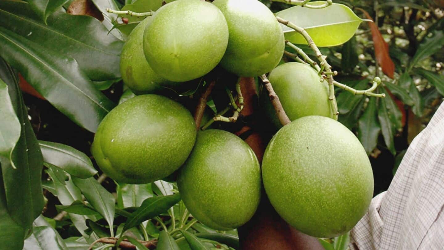 Othalanga suicide tree cerberin linked to 537 deaths in Kerala