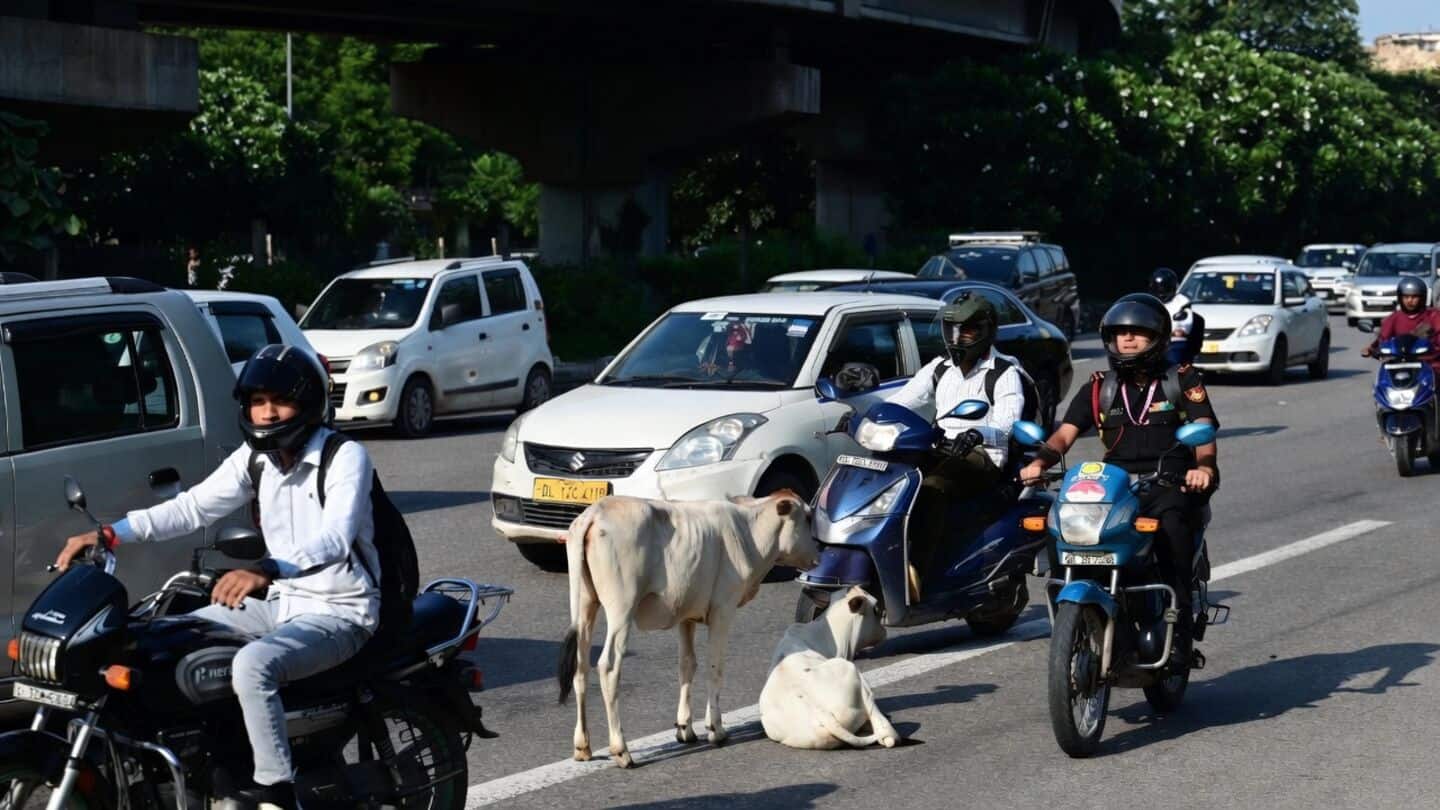 Delhi overwhelmed by 25,000 stray cattle as shelters hold 19,838